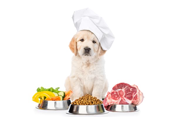 What Makes Healthy Pet Food? | Blog Post