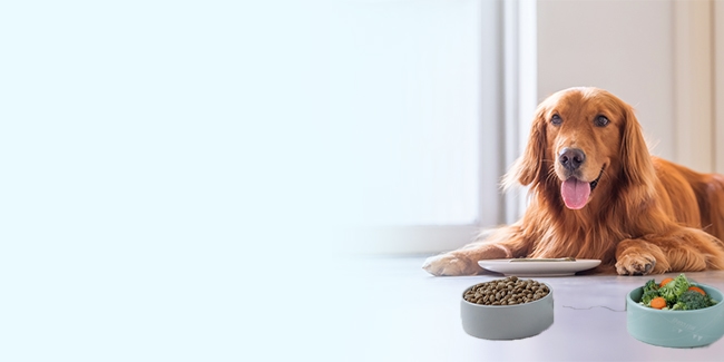 What Makes Healthy Pet Food? | Fresh Dog Food Delivery