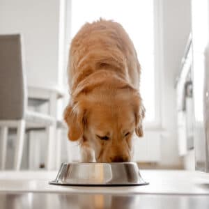 Understanding Fresh Pet Food: Is It A Healthier Choice? | Blog Post