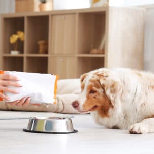 Supporting Your Dog’s Gut Health For A Happier Life | Blog Post